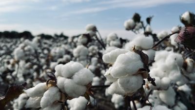 Image for Cotton