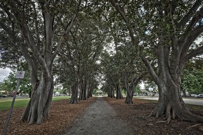 Image for Cortar flores