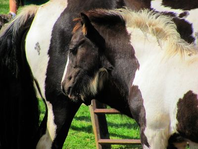 Image for 活马/驴/骡/驴：纯种繁殖动物