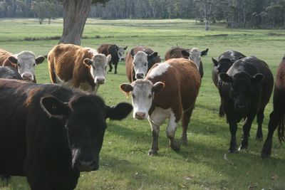 Image for Live Sheep
