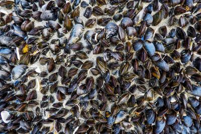 Image for Moluscos; mejillones (Mytilus spp., Perna spp.), Ya sea en carcasa o no, congelado